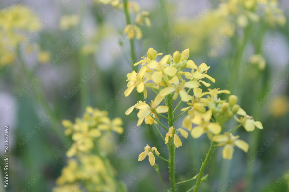 yellow flowers in the garden yellow flowers in the garden
