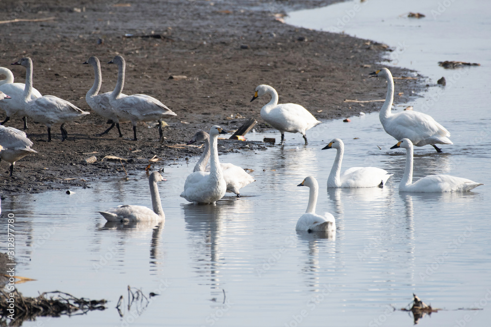 Whistling swans in Lake Tatara of Gunma prefecture, Japan