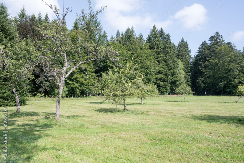 fruit trees in glade among summer fir woods. Black Forest, Germany fruit trees in glade among summer fir woods. Black Forest, Germany