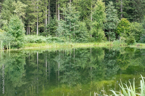 Fototapeta Naklejka Na Ścianę i Meble -  little lake among summer fir woods. Black Forest, Germany