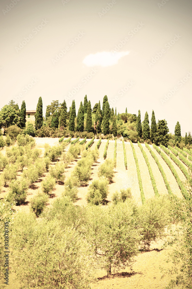 Tuscany with vineyards Tuscany with vineyards