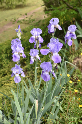 Iris bleu pâle au jardin