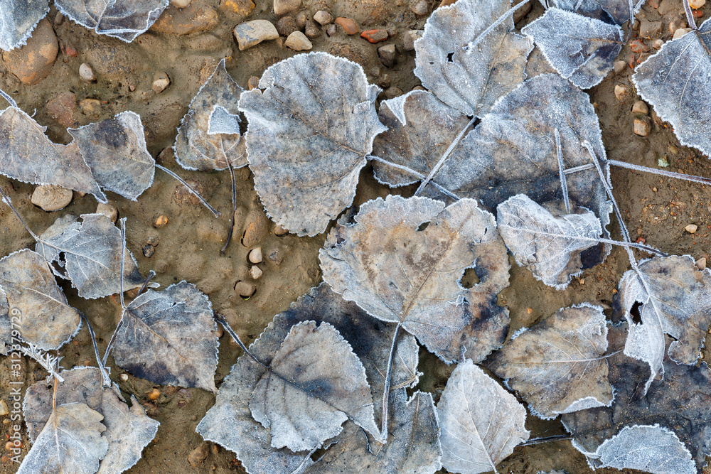 Hojas secas de chopo en el suelo con escarcha durante el invierno.