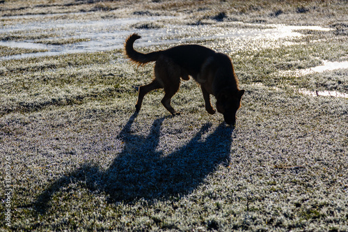 Silueta y sombra de perro de raza Pastor Alem  n  sobre pradera con escarcha en invierno.
