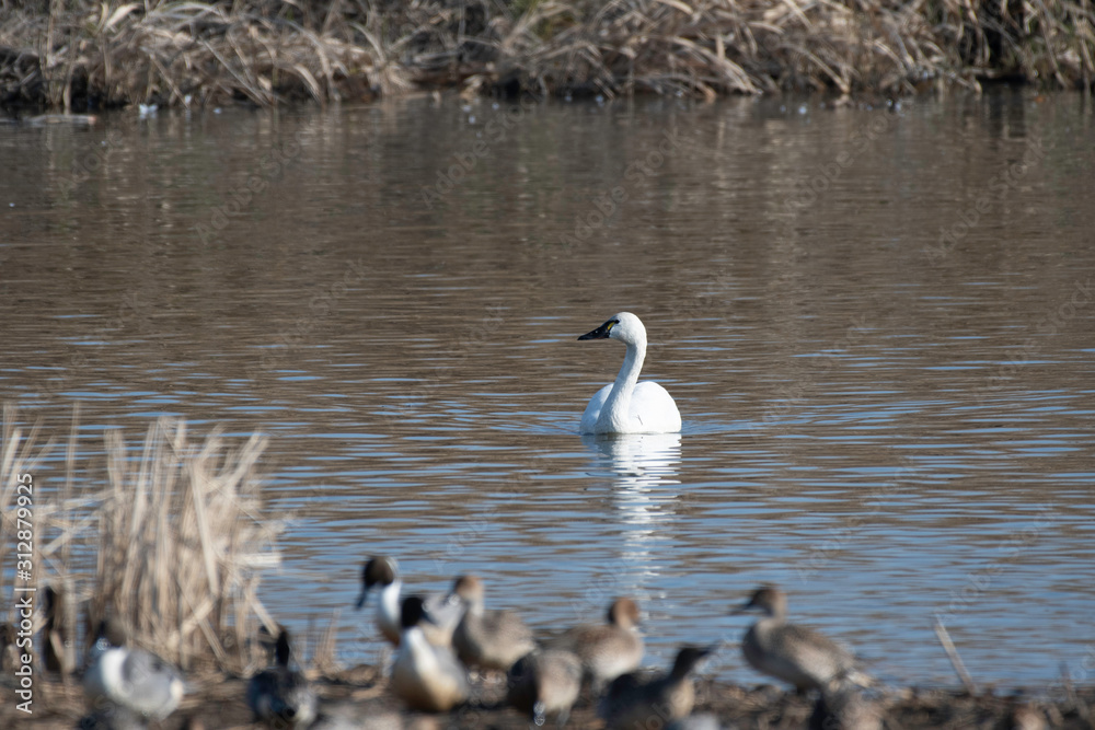 Whistling swan american subspecies in Lake Gaba of Gunma prefecture, Japan Whistling swan american subspecies in Lake Gaba of Gunma prefecture, Japan
