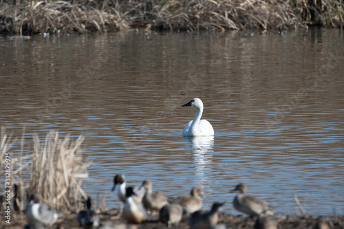 Whistling swan american subspecies in Lake Gaba of Gunma prefecture  Japan