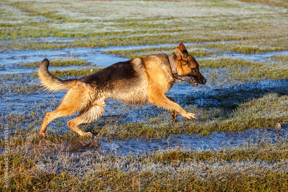Perro de raza Pastor Alemán, macho, corriendo sobre humedal helado. Mascota.  Stock Photo | Adobe Stock
