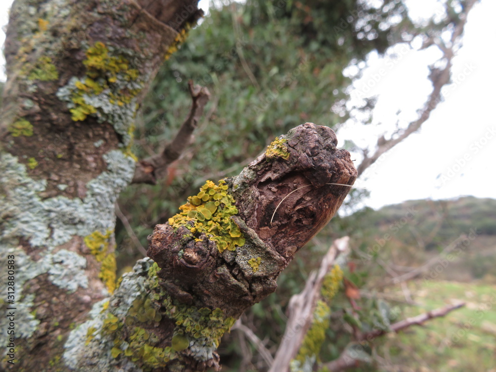 Obraz premium moss in the woods