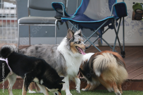 Happy puppies in a private playground