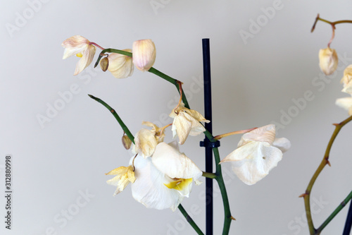 Dry, died white phaleonopsis orchids with white background. These flowers used to be a beautiful part of Scandinavian home decoration but now they're not doing well.  Closeup color image. photo