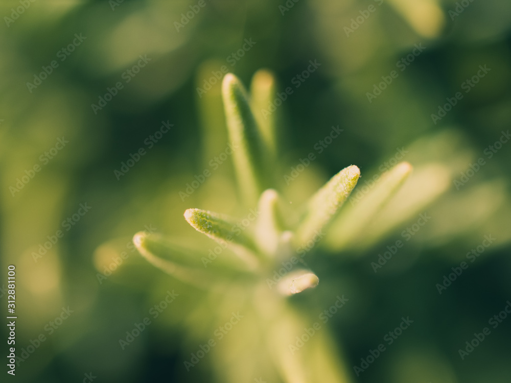 Fototapeta premium Green leaves background