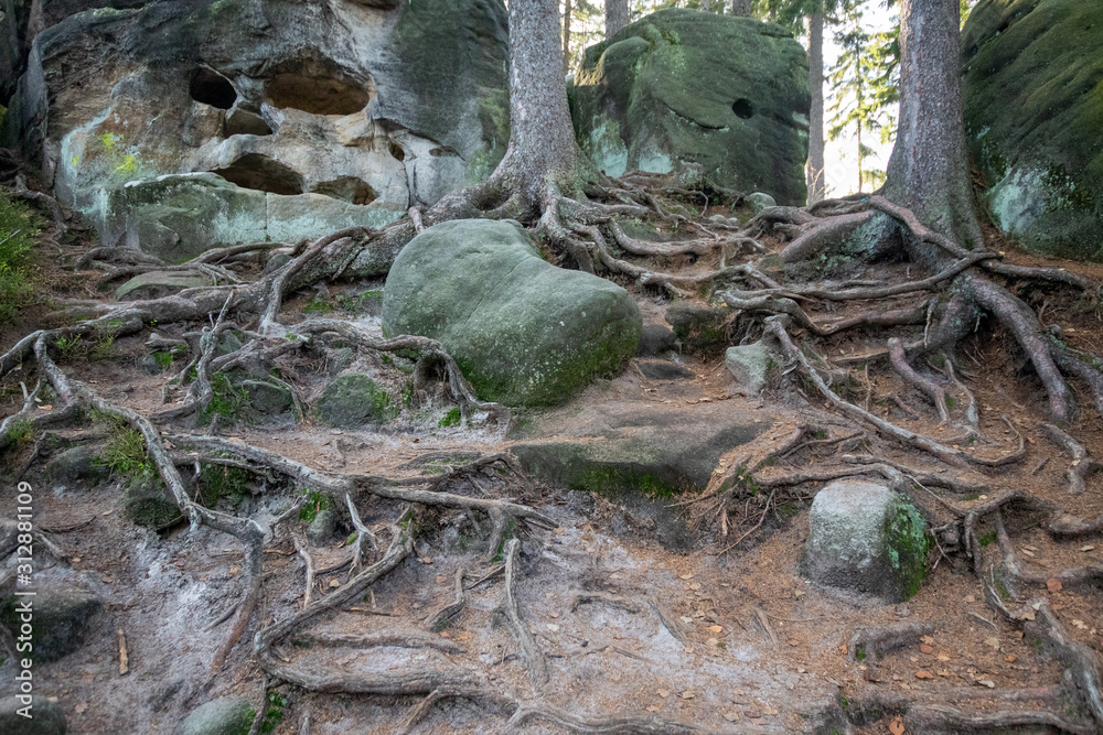 Roots texture on forest path