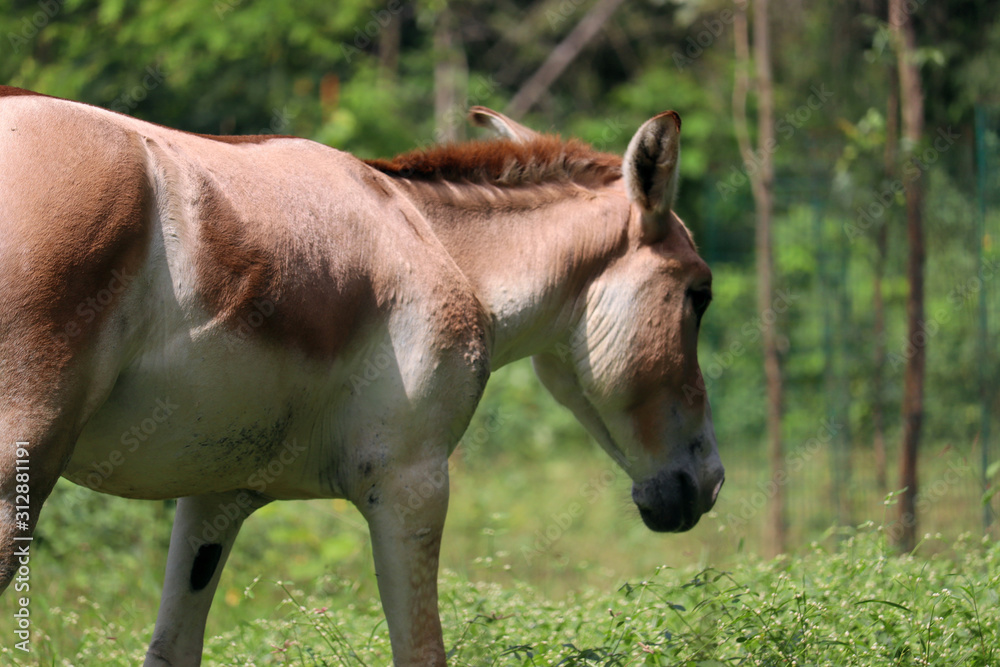 Fototapeta premium Indian wild ass find eating grass in forest