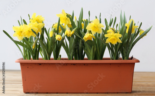 Many yellow spring flowers in a brown flower box on a balcony. White Background. These flowers are called daffodil, narcissus or easter lily flowers, typical decorations for early spring and Easter.