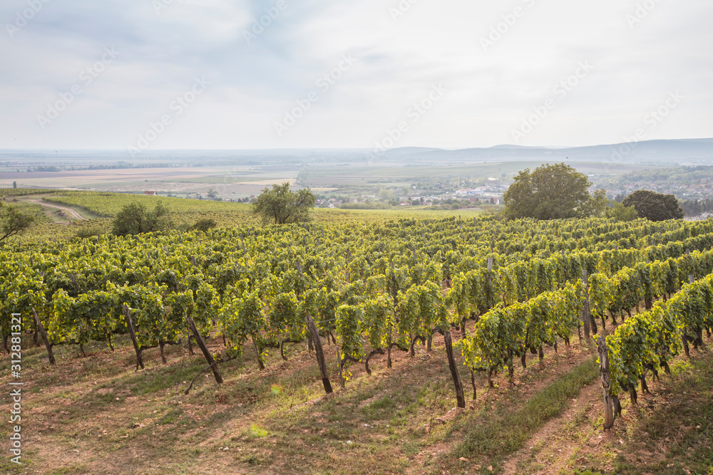 Vineyard around Tokaj, Tokaji Hungary Sarospatak region Hercegkut