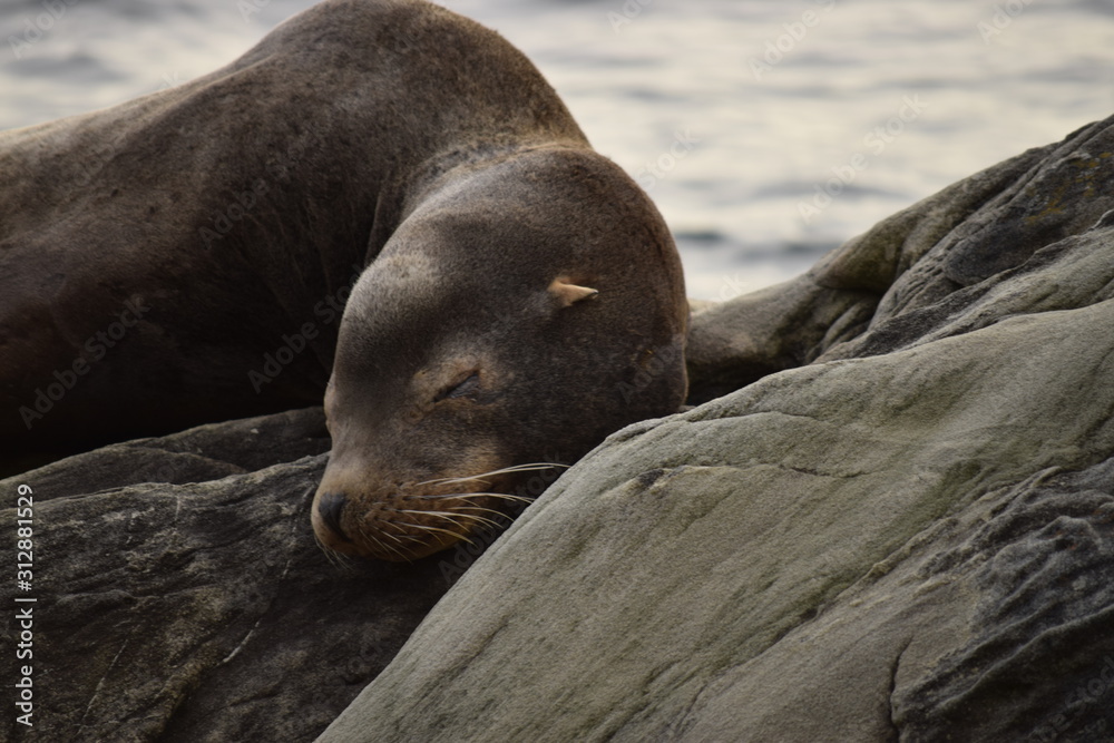 Fototapeta premium seal on rock