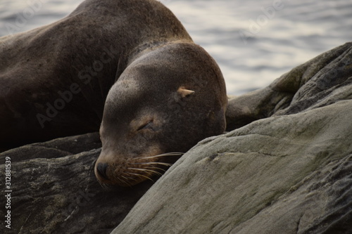 sleeping sea lion