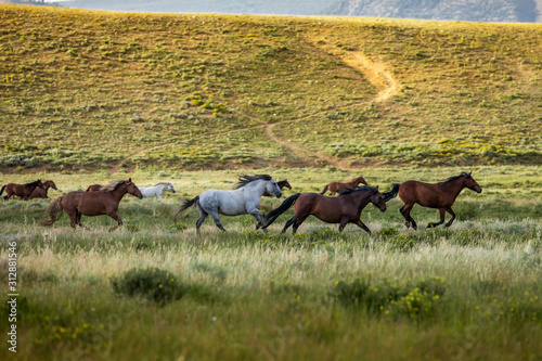 Wild Horses