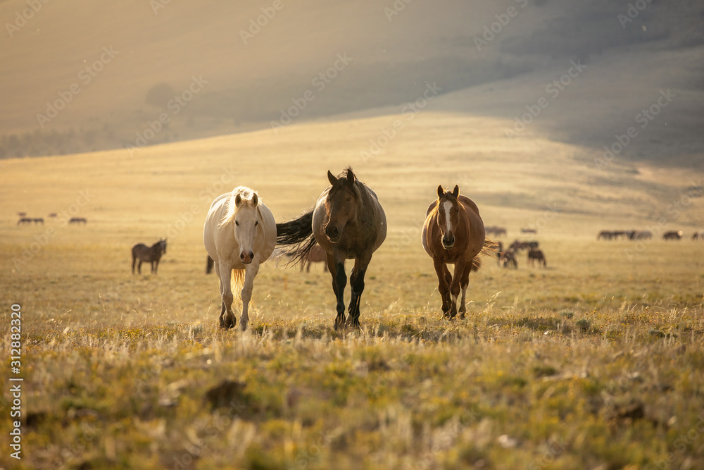 Obraz premium Wild Horses