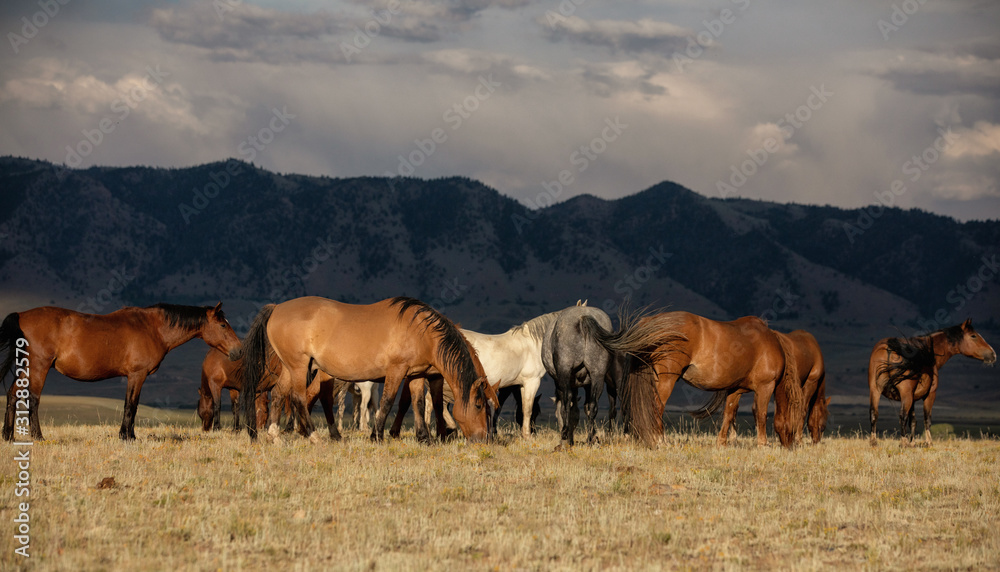 Obraz premium Wild Horses