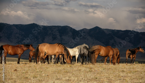 Wild Horses