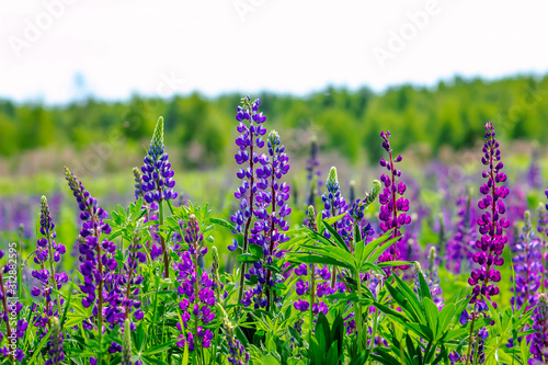 Lupinus field with pink purple and blue flowers in sunny day. A field of lupines. Violet and pink lupin in meadow. Spring background.