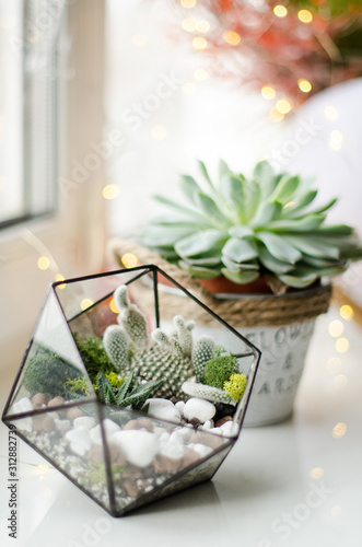Glass florarium and flower pot with different succulents on window sill. Natural day light.