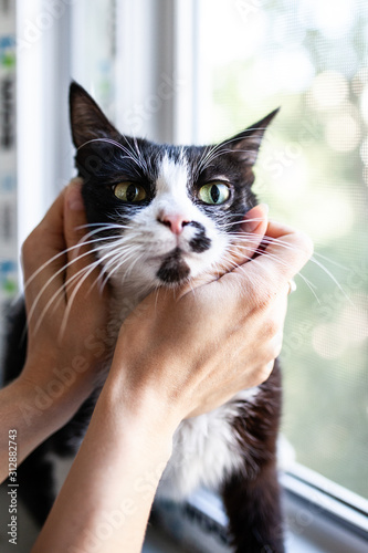 hands hug a cat. cat face in the palms