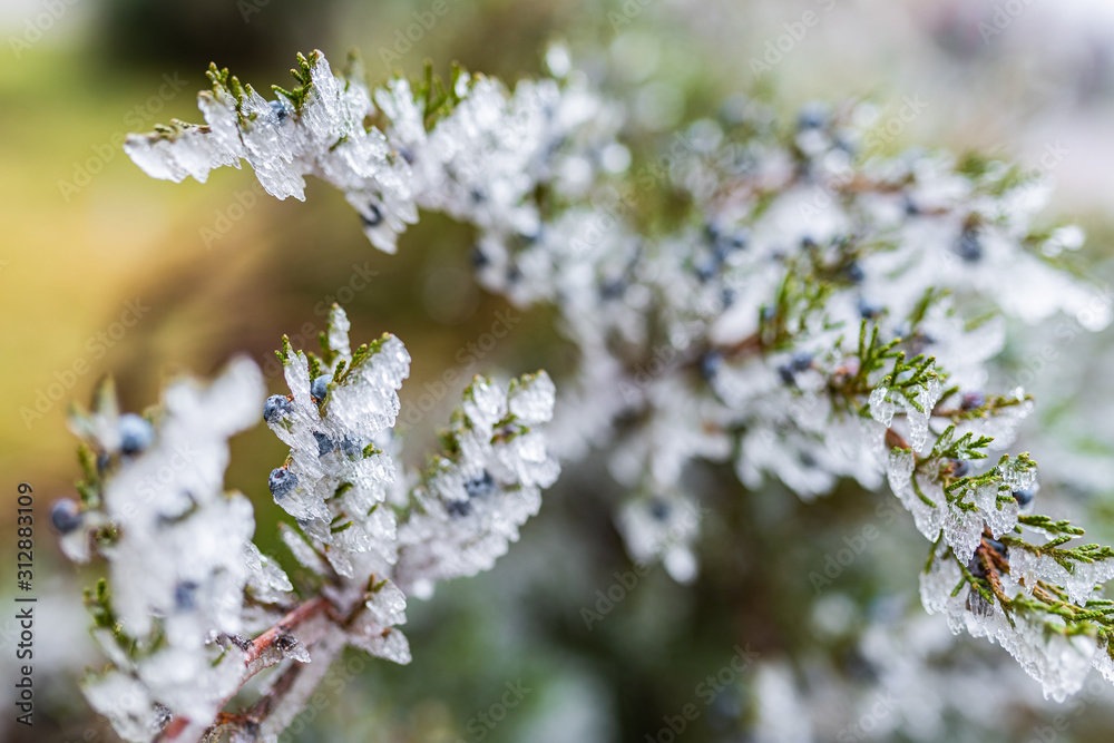 branches spruce in ice. branches in ice. tree in ice. winter tree. new Year. branches spruce in ice. branches in ice. tree in ice. winter tree. new Year.