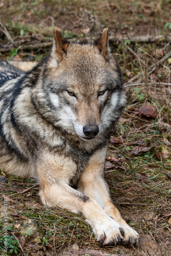 Portrait eines Wolfes