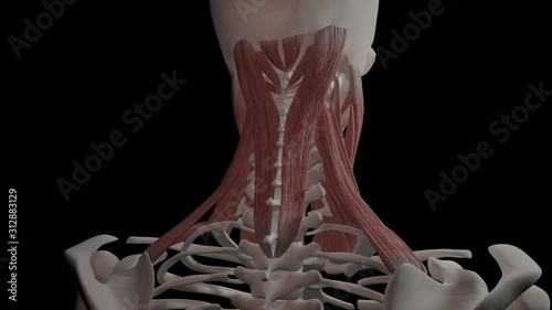Neck Muscles Overview