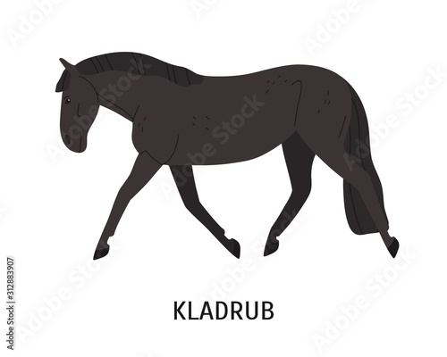 Kladruber breed horse flat vector illustration