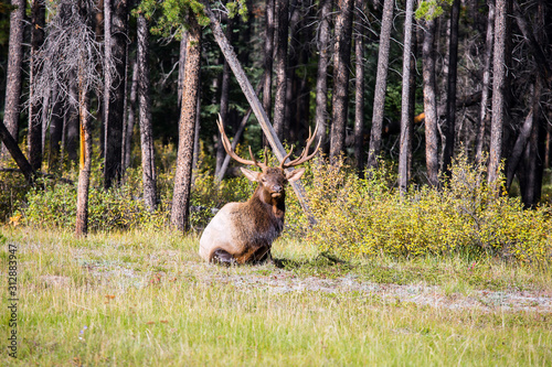 Fotografie Deer with horns is resting in the grass