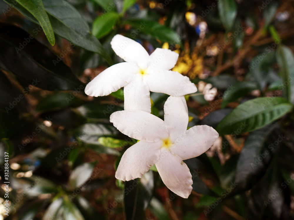 Common jasmine flower in the garden Common jasmine flower in the garden