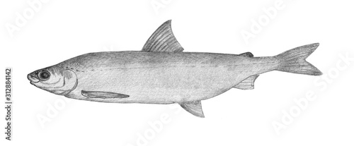 Whitefish. Hand drawn black pencil realistic illustration.