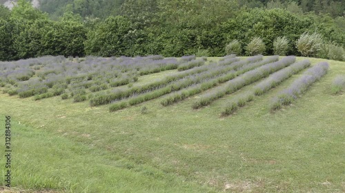 Campi di lavanda
