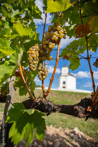 Vineyard around Tokaj, Tokaji Hungary Sarospatak region Hercegkut