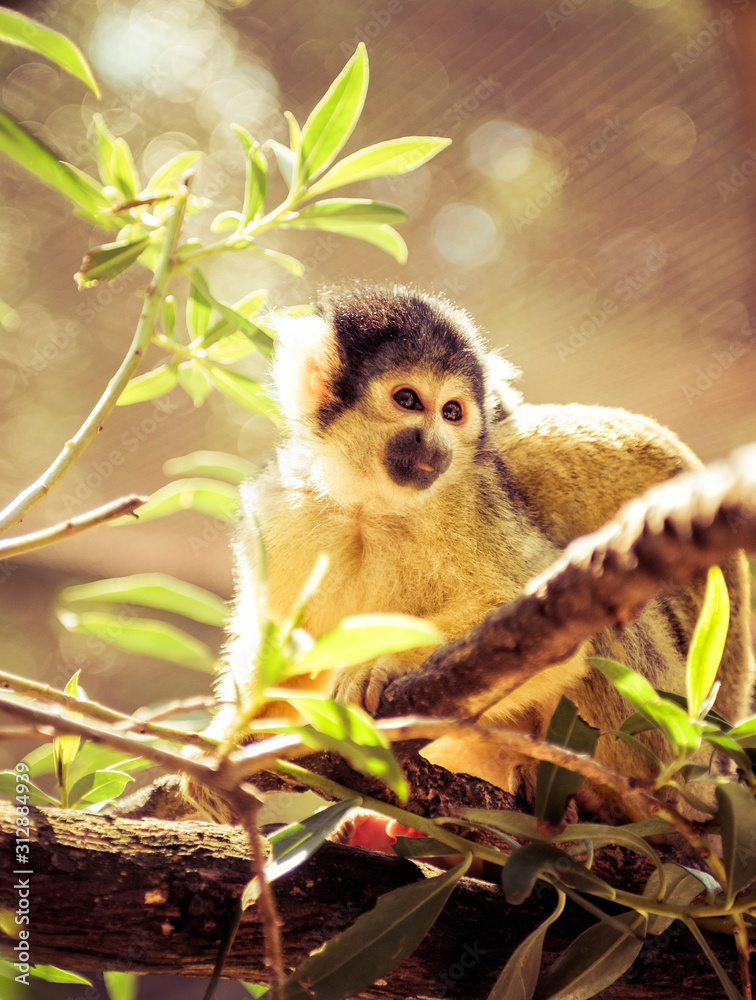 Obraz premium Cute Baby Monkey Sitting on a Branch