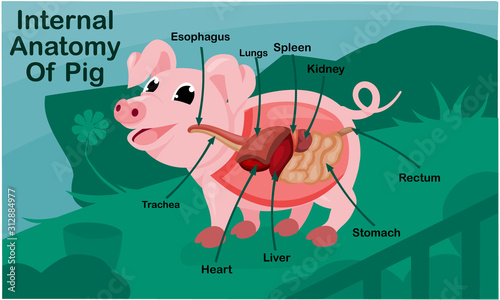 Anatomy Of Pig on Green Garden Cartoon Design Vector Illustration