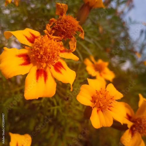 yellow flowers in the garden