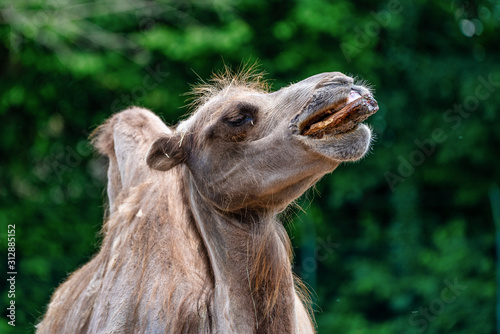 Bactrian camel  Camelus bactrianus in a german zoo