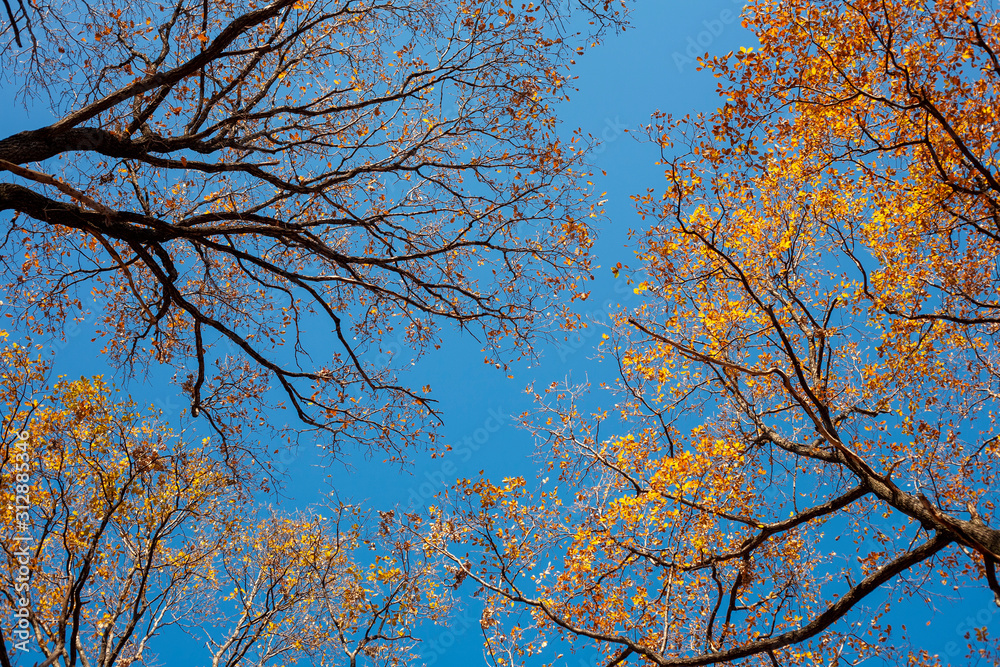 Clear blue sky against tree tops with autumn foliage Clear blue sky against tree tops with autumn foliage