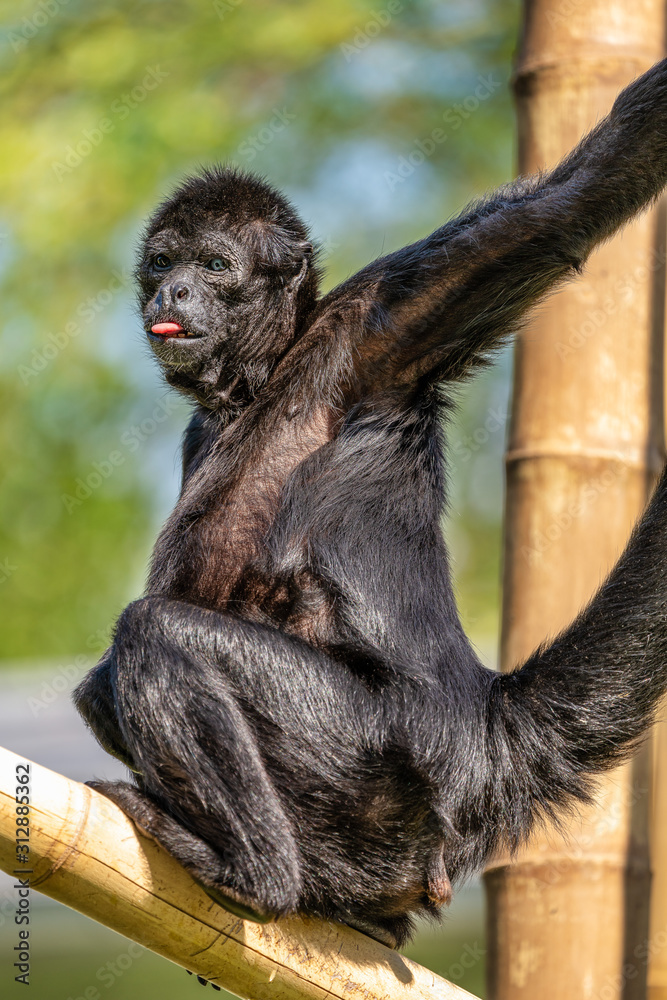 Obraz premium The black-headed spider monkey, Ateles fusciceps is a species of spider monkey