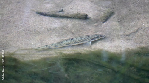 Fish Gudgeon (Gobio gobio) froze in anticipation of prey photo