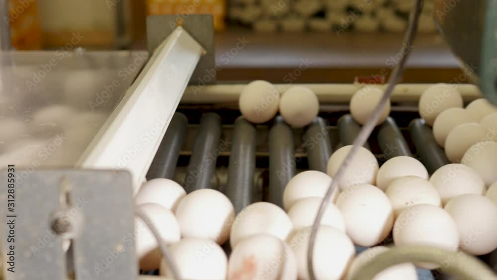 Eggs on conveyor belt sorted by human hand Eggs on conveyor belt sorted by human hand