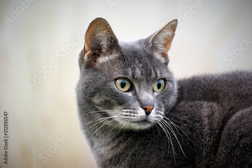 Portrait of a Chartreux Cat