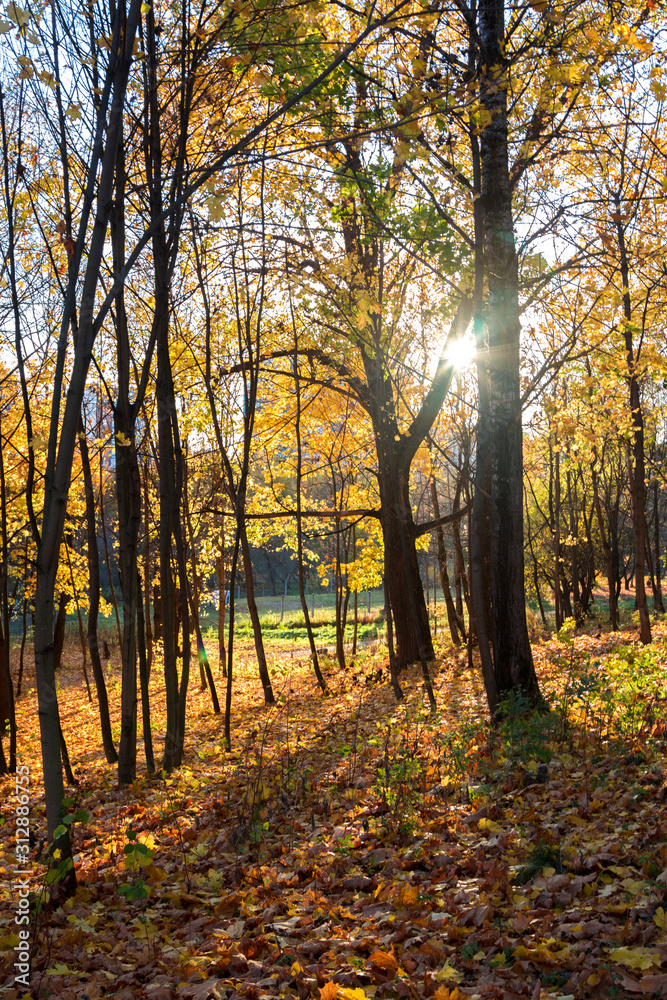 Obraz premium Autumn landscape. Golden trees in the autumn park
