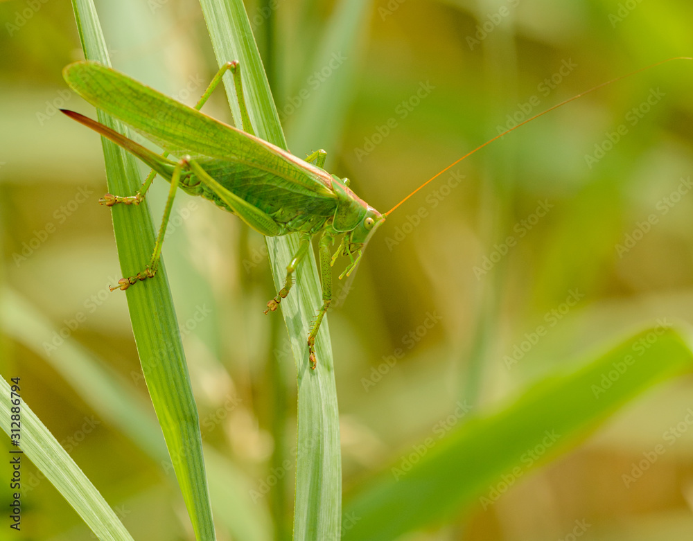 long horned grasshopper crawling in grass long horned grasshopper crawling in grass