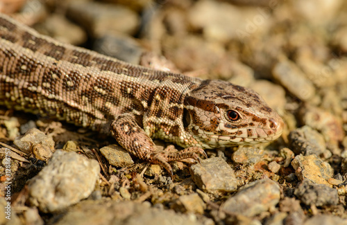 portrait of small brown lizard on gravel ground