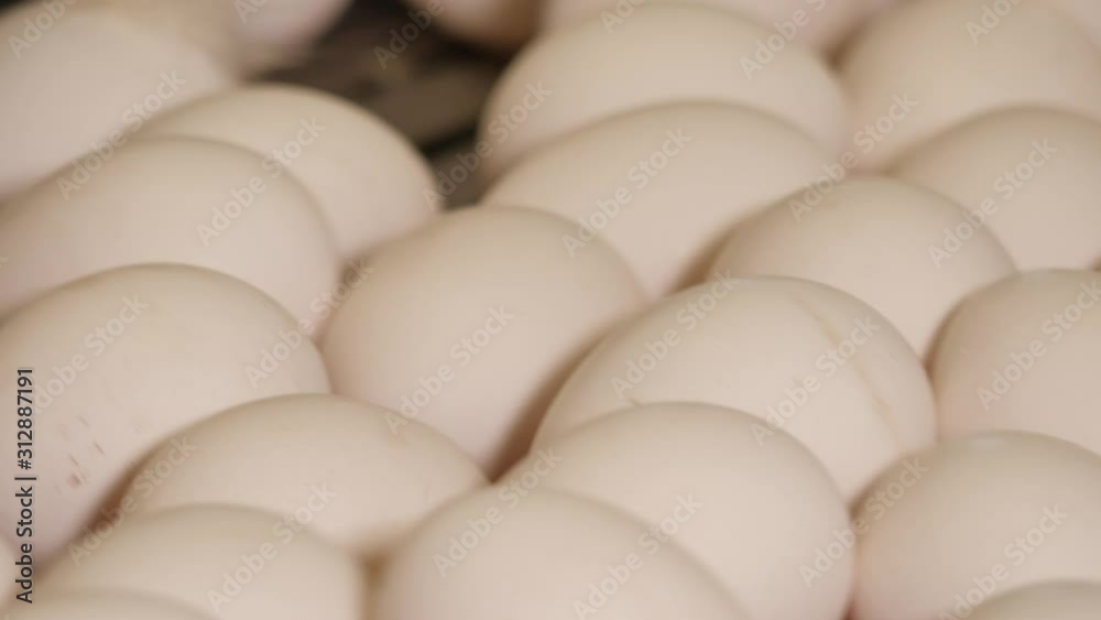 Chicken eggs on conveyor belt in food production factory Chicken eggs on conveyor belt in food production factory